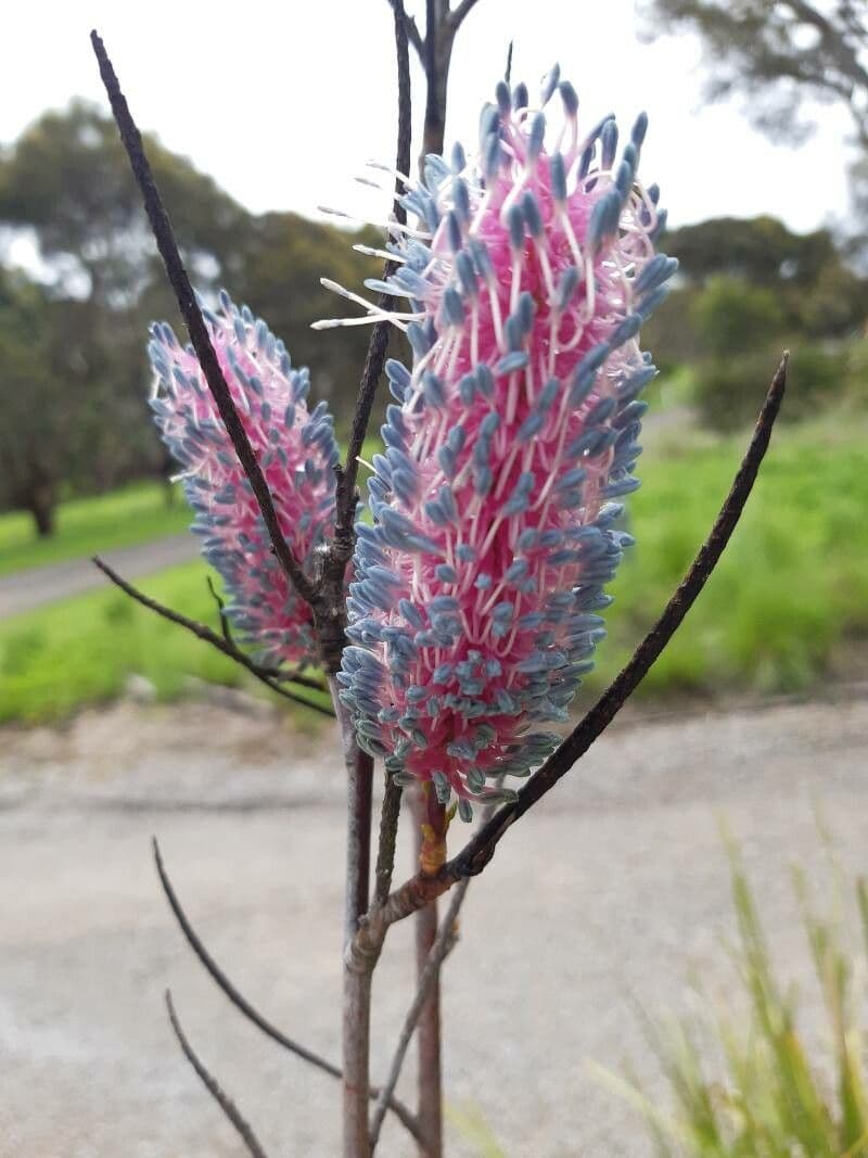 Grevillea