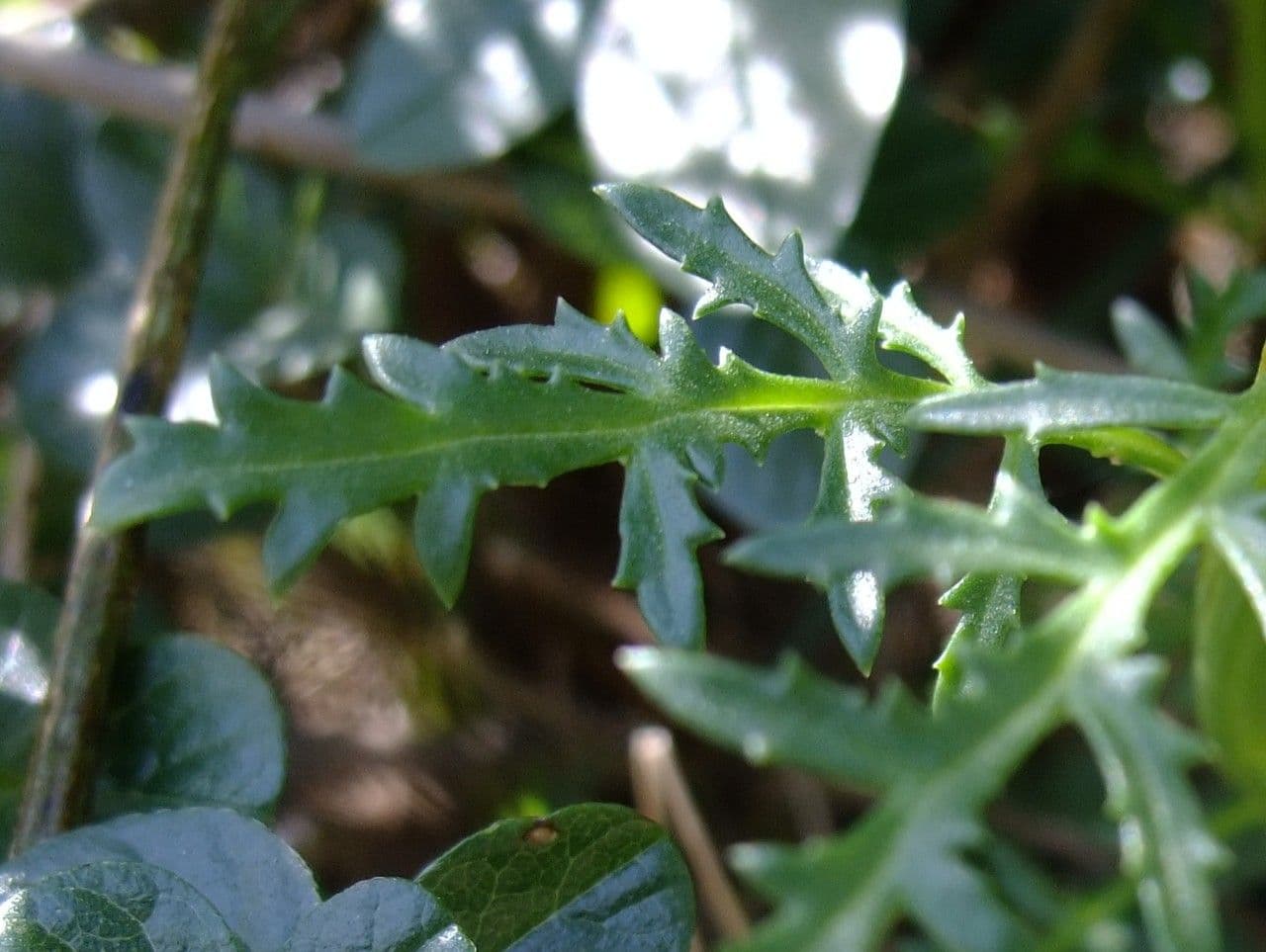 Scrofularia lucida 12