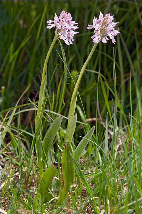 Platanthera clavellata 7