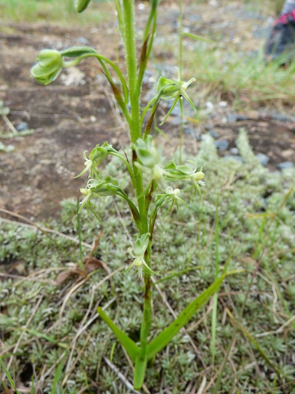 Orchidea 7