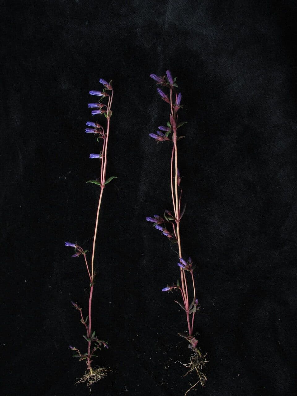 Genciana angustifolia