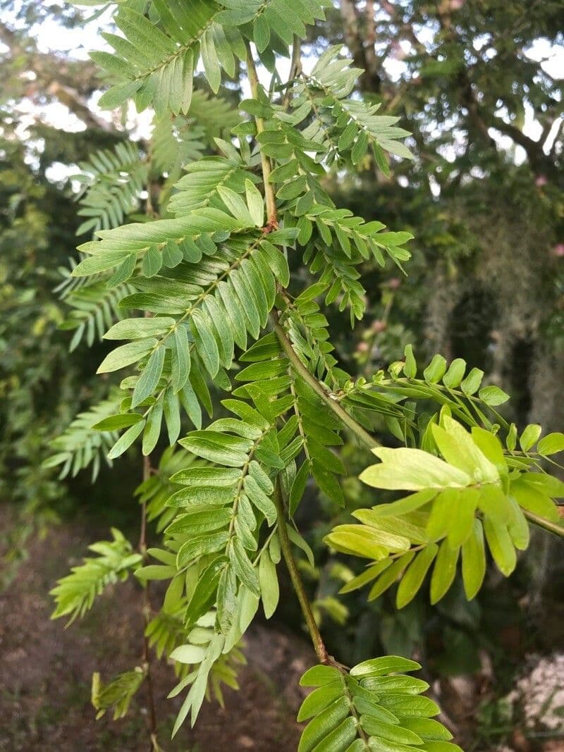 Calliandra del Suriname 20