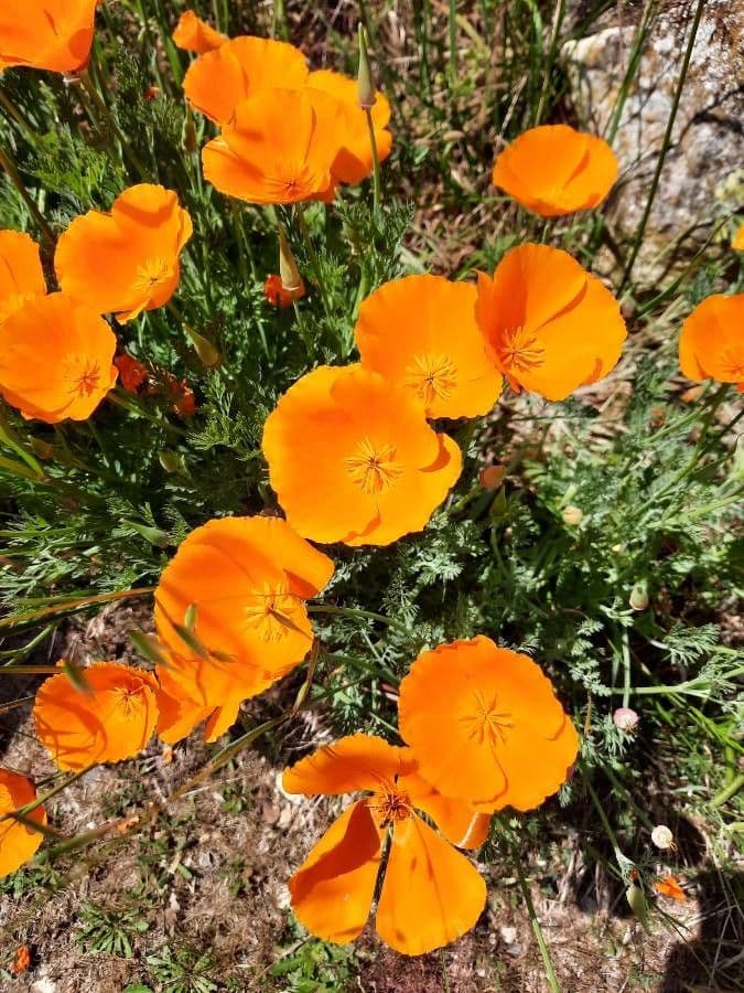 Esparsette-Mohn 5