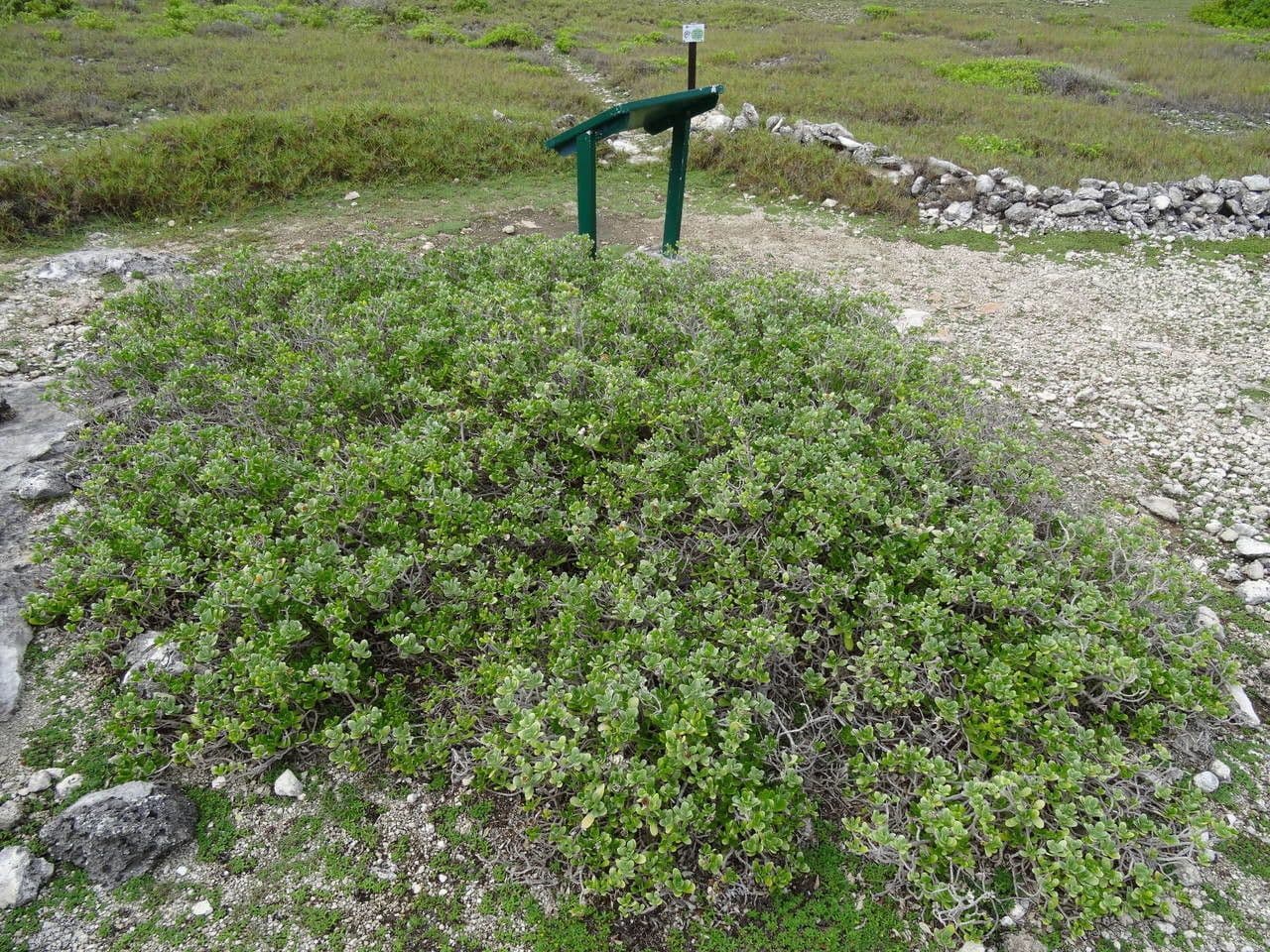 Baum-Strand-Eberwurz 9