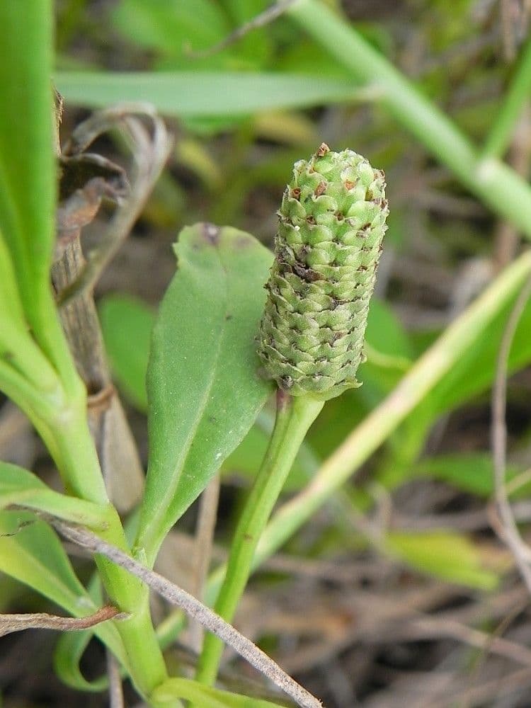 Fila nodiflora