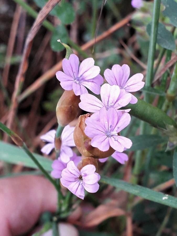 Clavel de monte 7