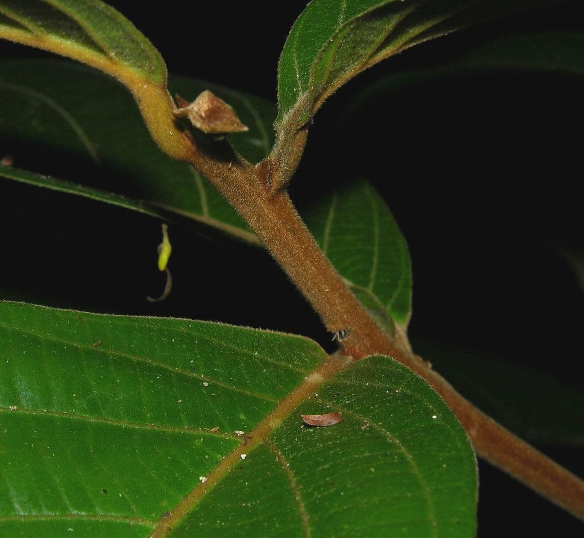 Ocotea 10