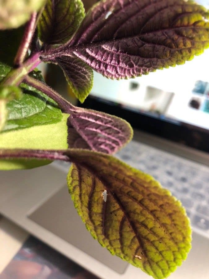 Plectranthus 24