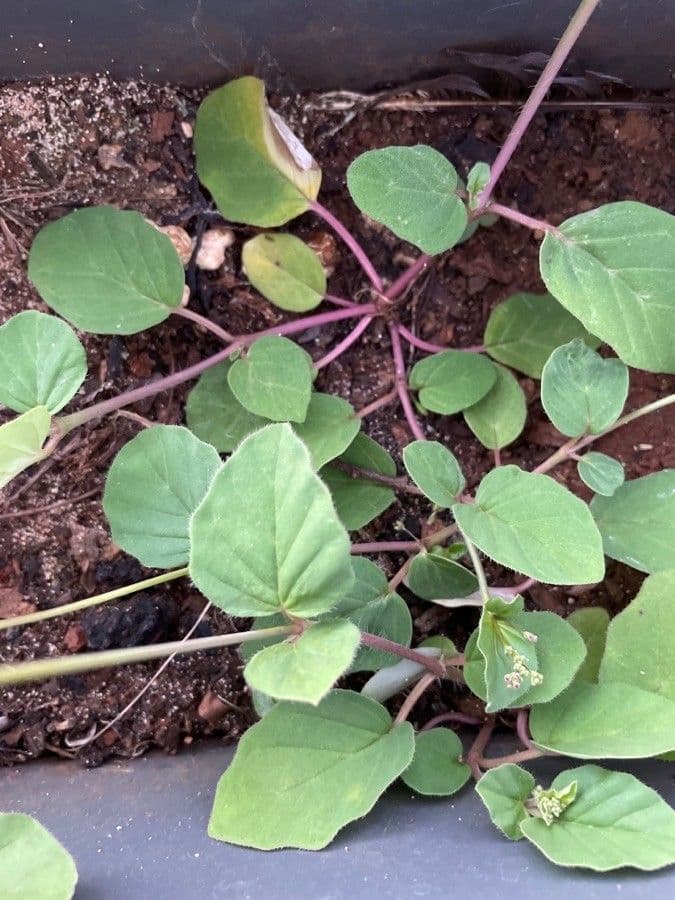 Boerhavia scarlatta 20