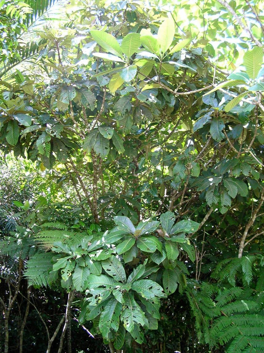 Pycnandra balansae 14