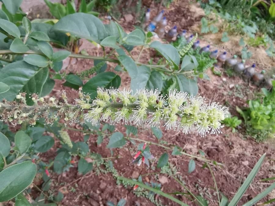 Phytolacca dodecandra 2