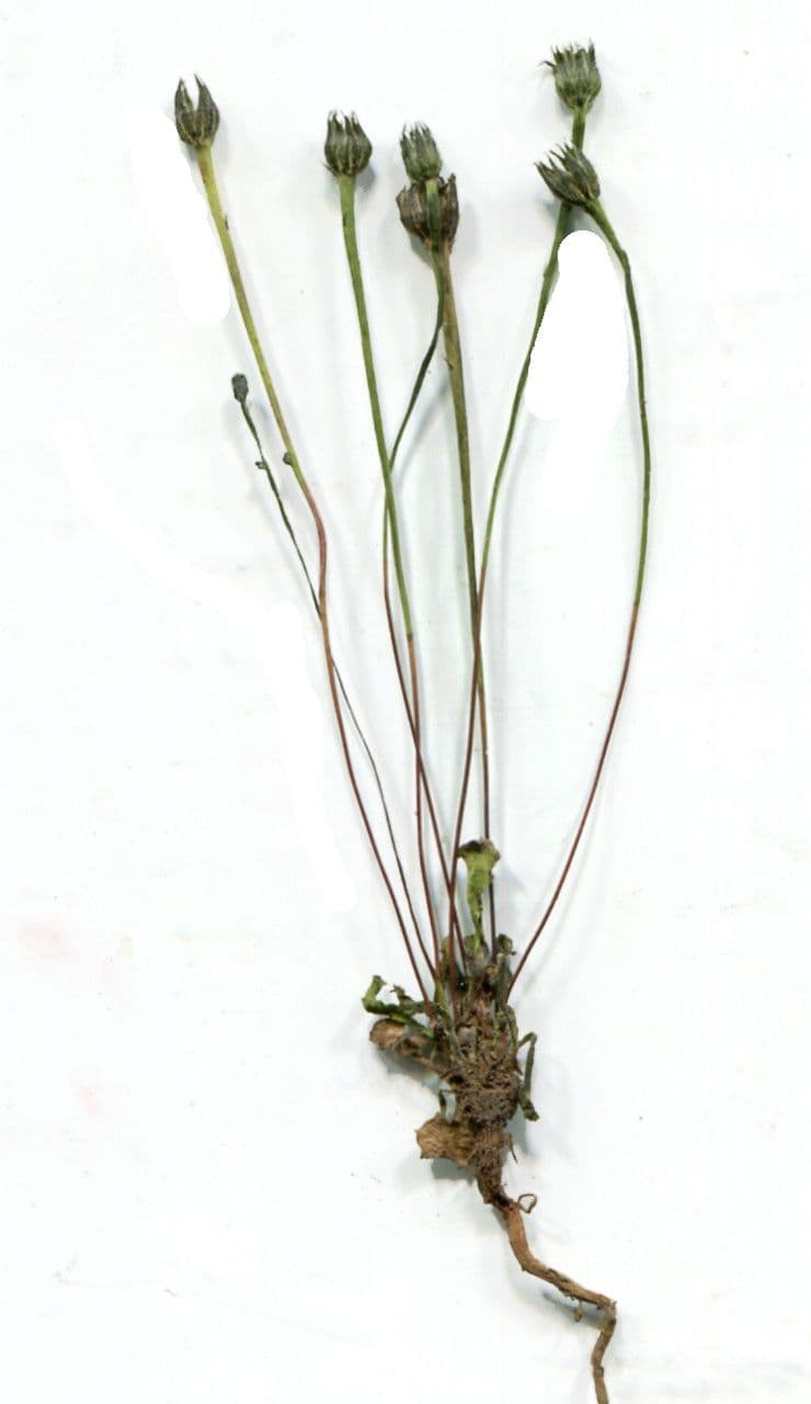 Arnoseris 8