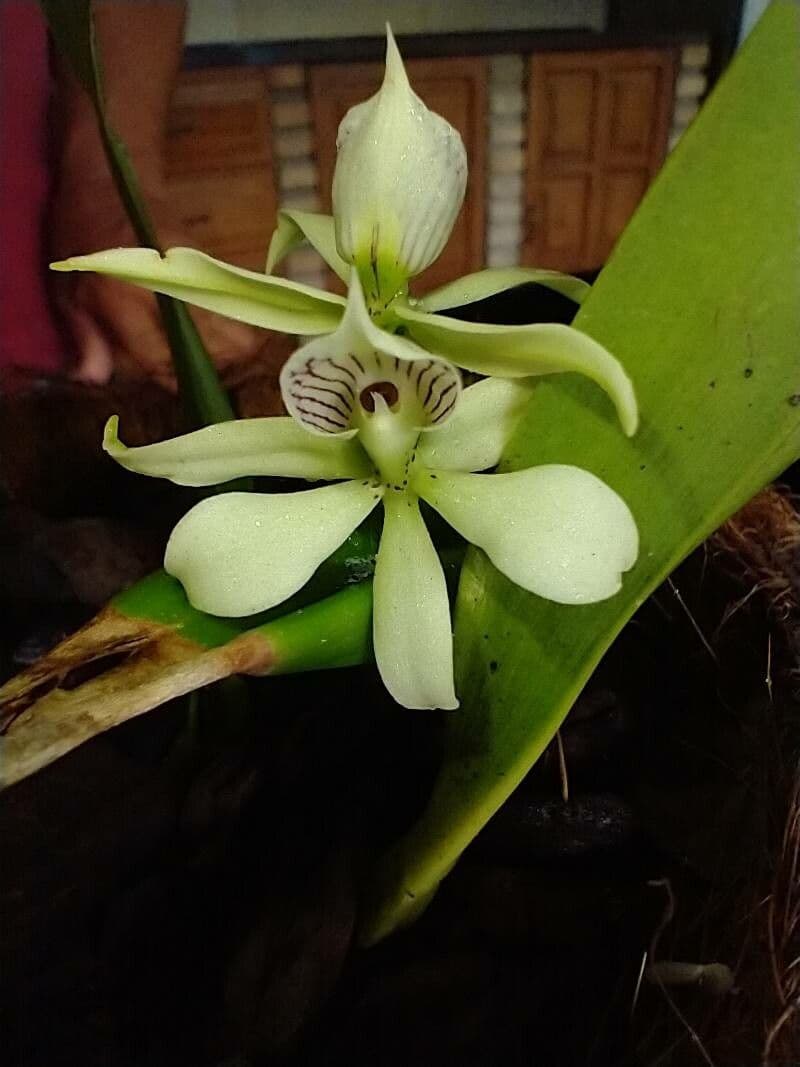 Prosthechea aemula 3