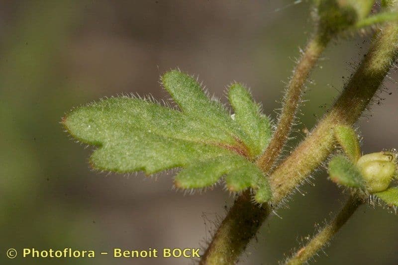 Veronica praecox 18