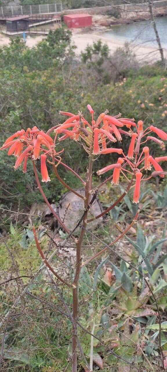 Aloe 14
