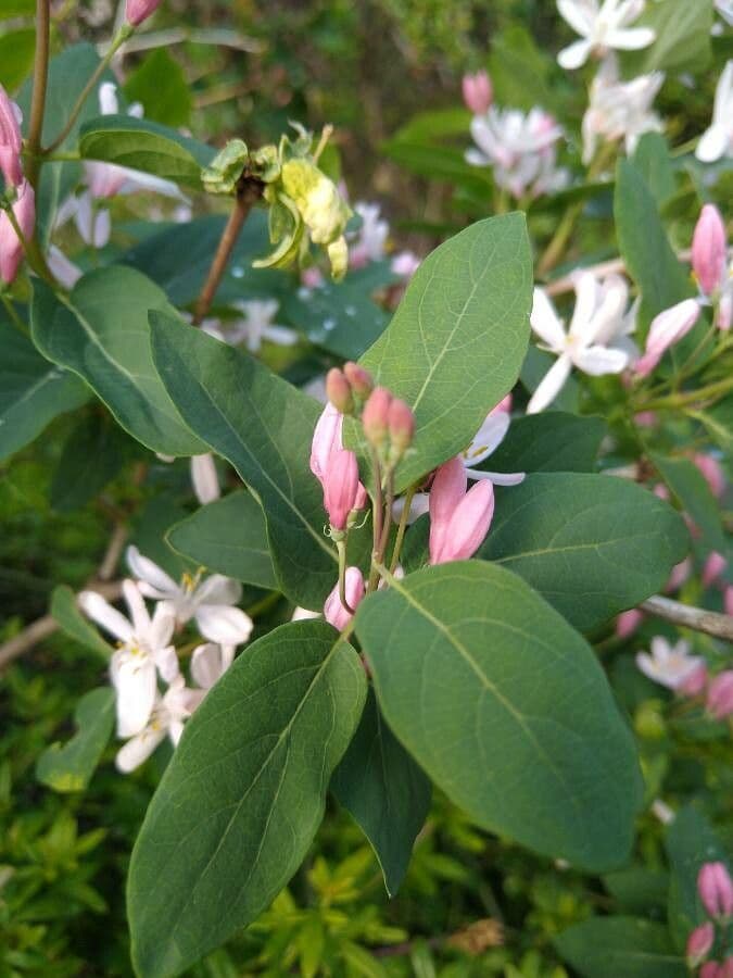 Caprifoglio tatarico 17