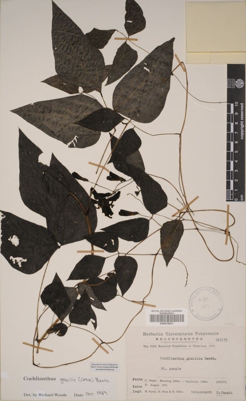 Cochlianthus 4