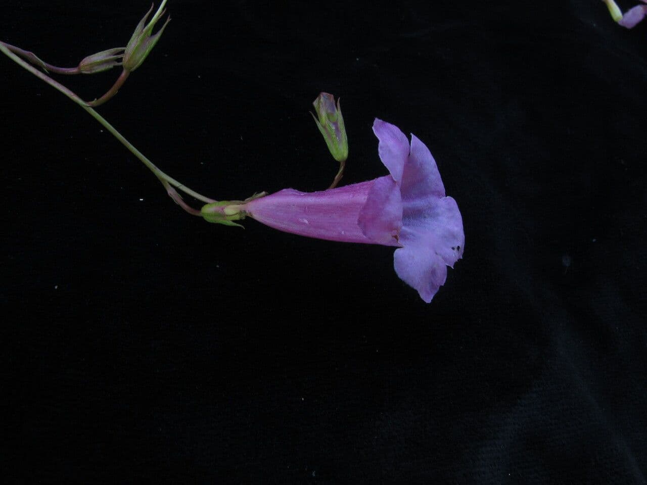 Incarvillea 2