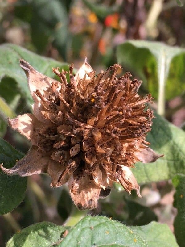 Tithonia rotundifolia 2