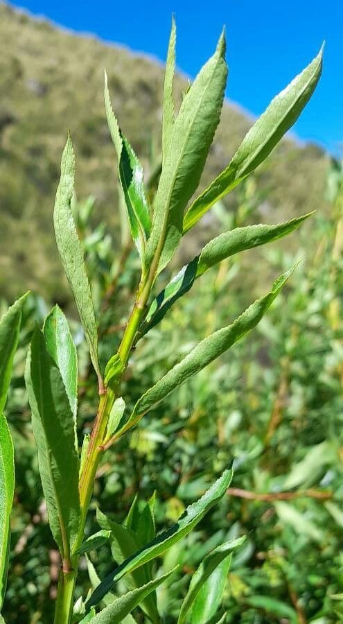 Escallonia 7