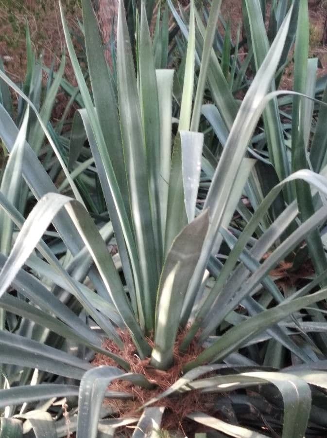 Agave fourcroydes 8