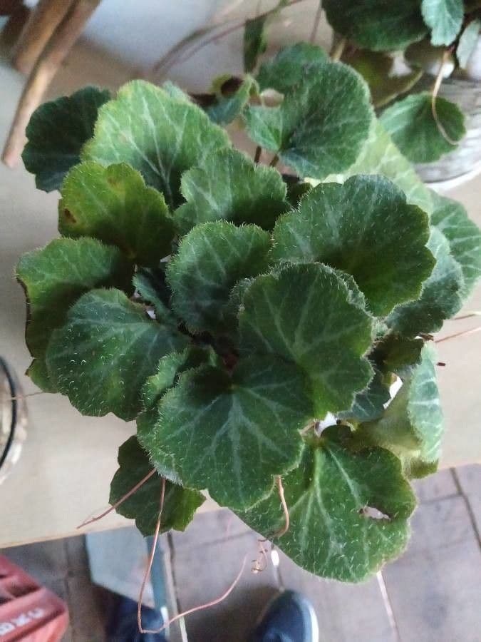 Sassifraga stolonifera