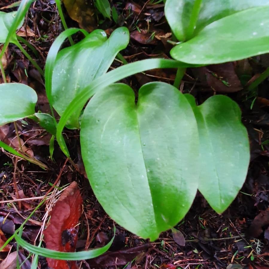 Gennaria diphylla 18