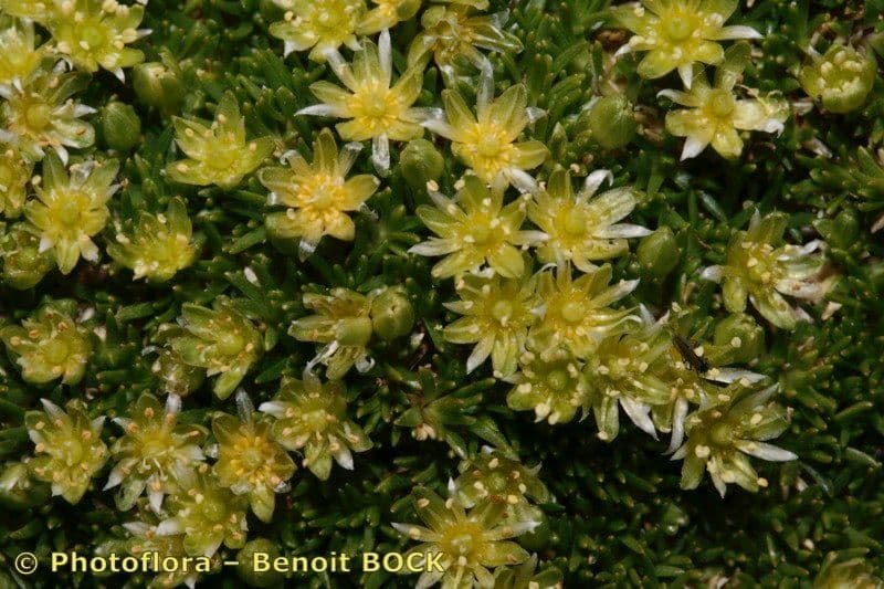 Minuartia sedoide 18