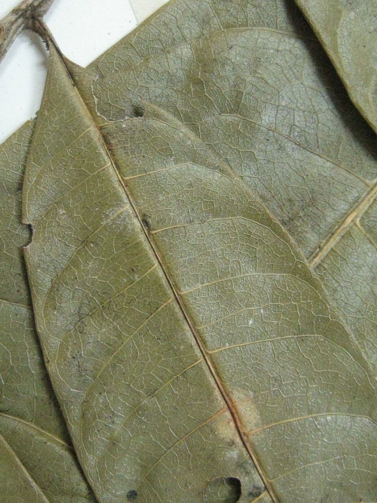 Pseudima