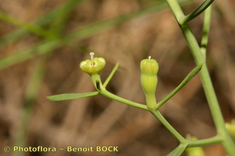 Thesium linofilo 5