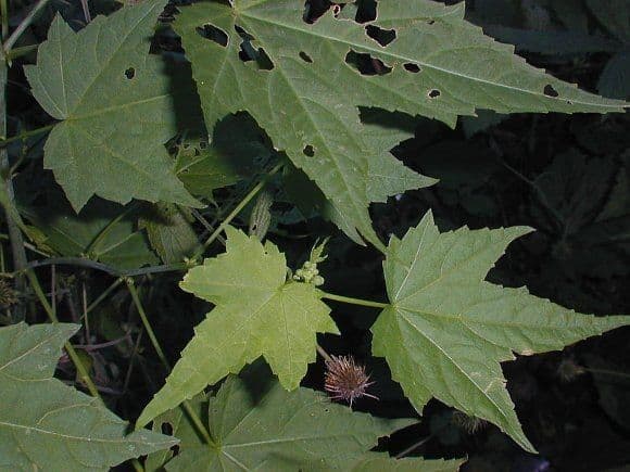 Napaea dioica 6