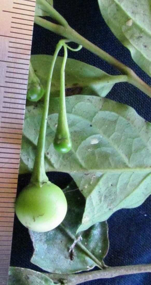 Solanum sufficiente 3