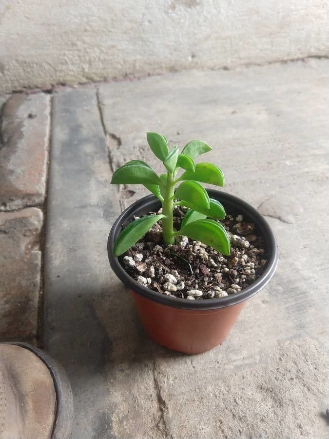 Peperomia 2