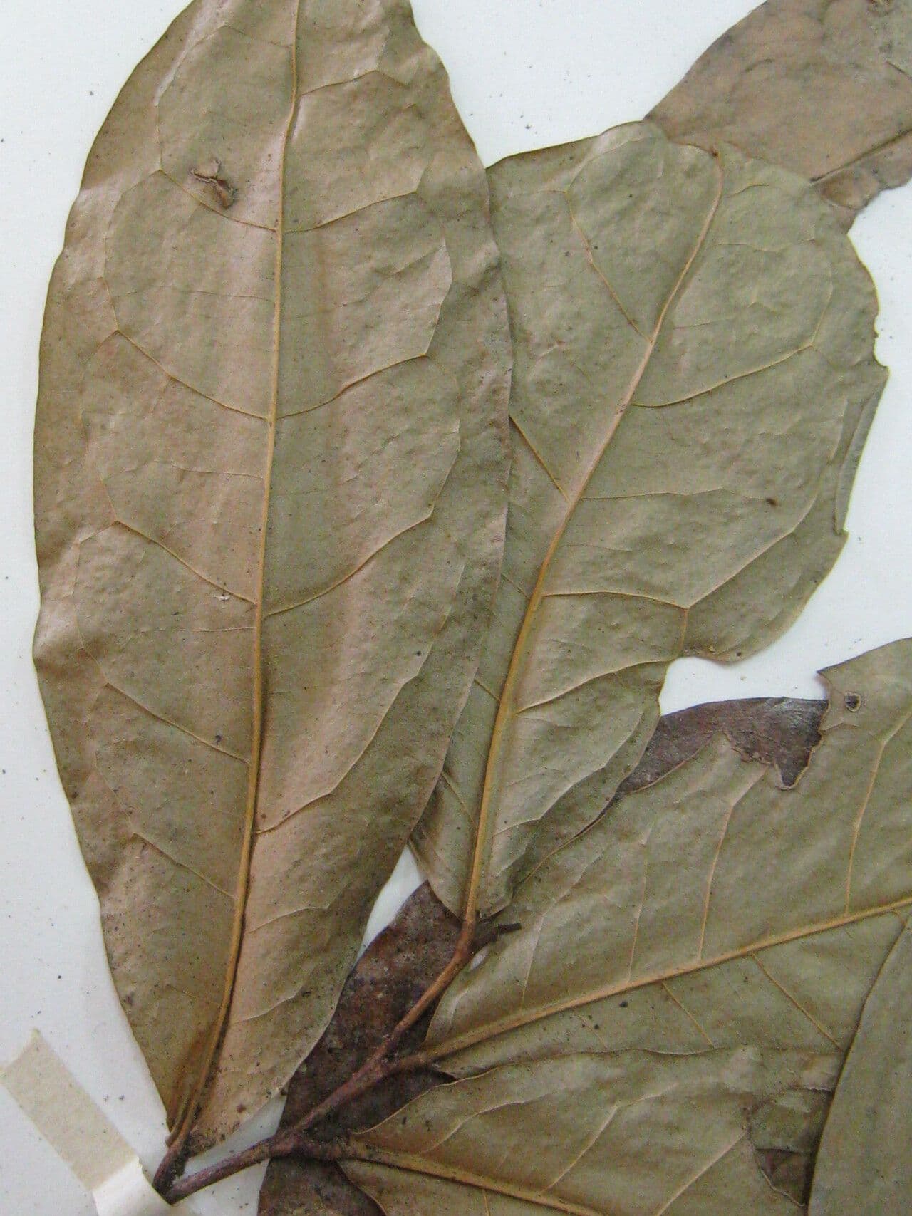 Anaxagorea 5
