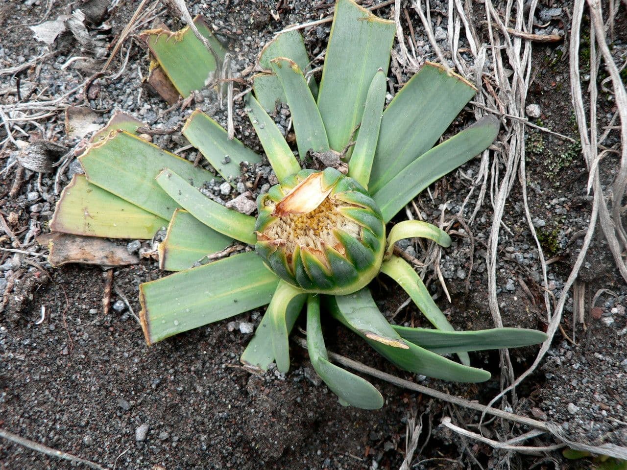 Werneria 11