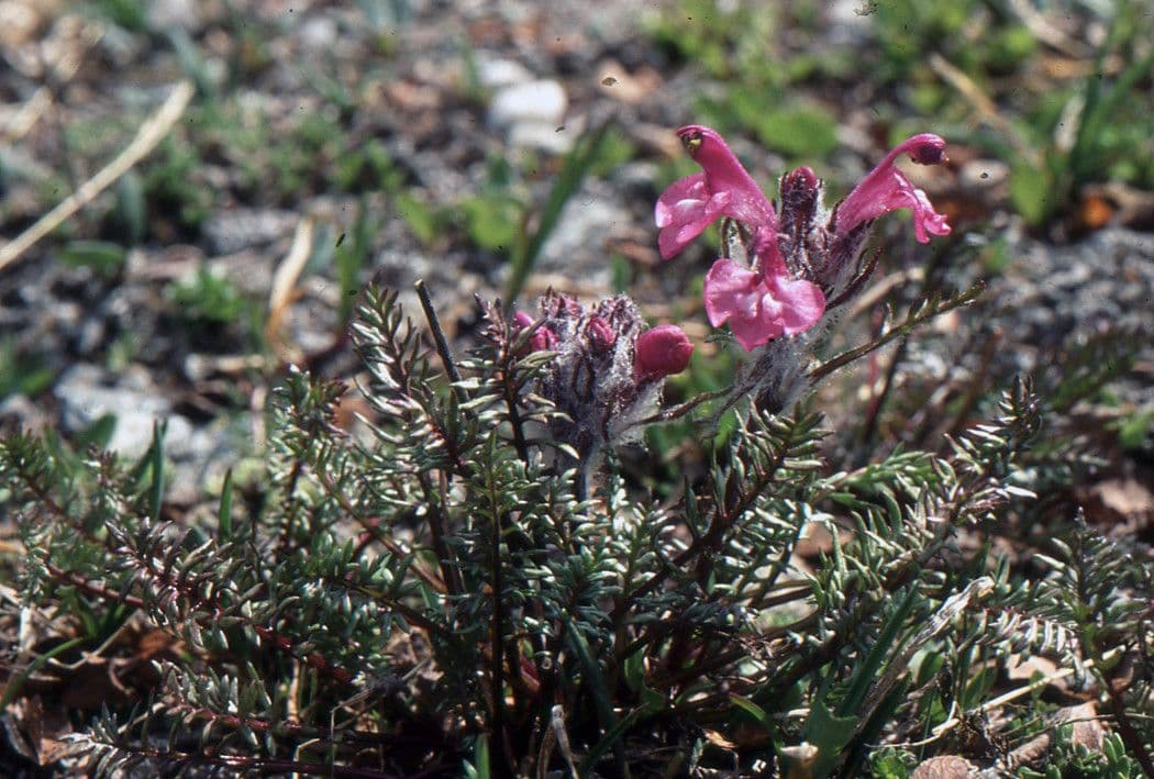 Pedicularis rosea 15