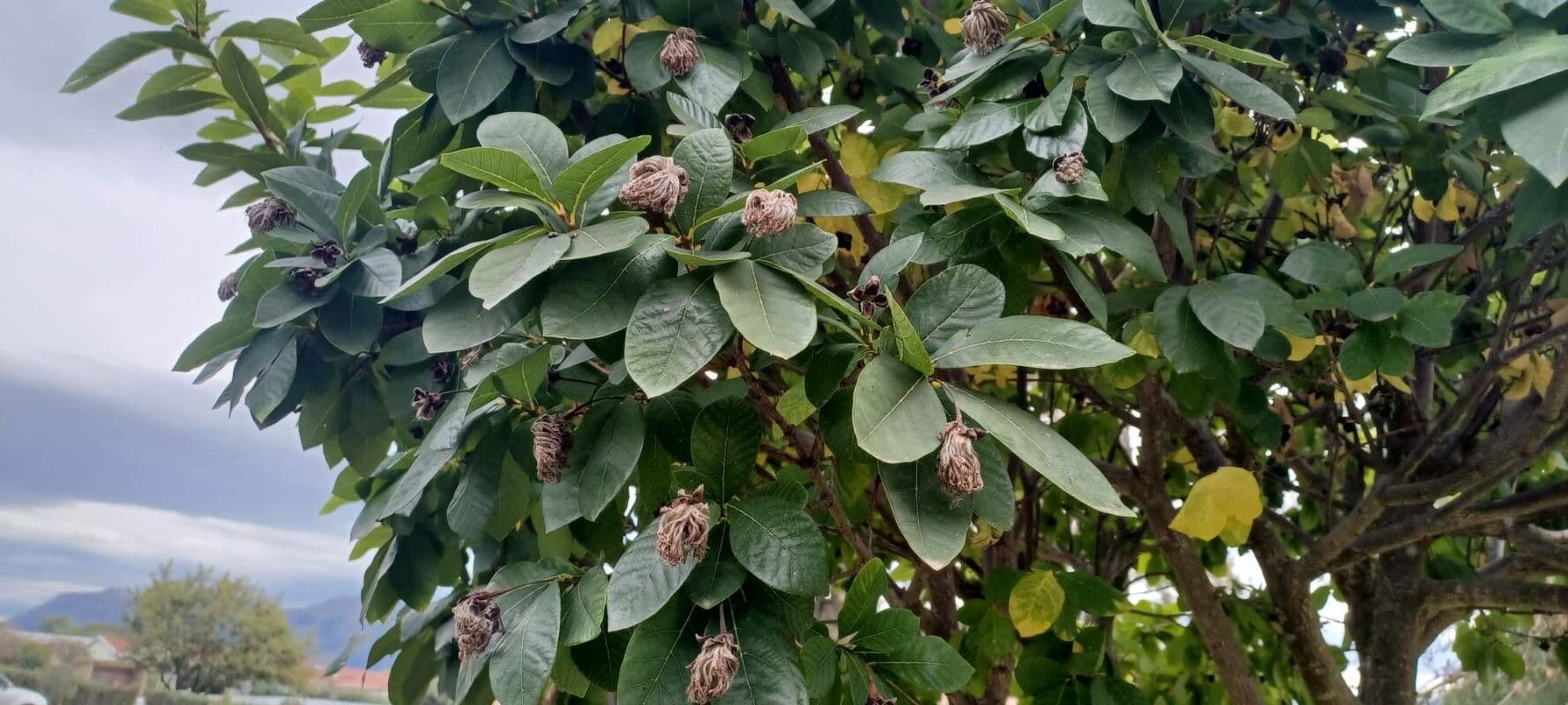 Dais cotinifolia 11