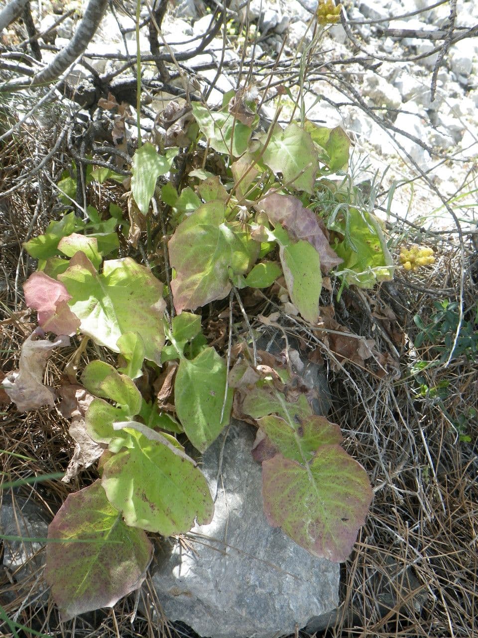 Lattuga tuberosa 9