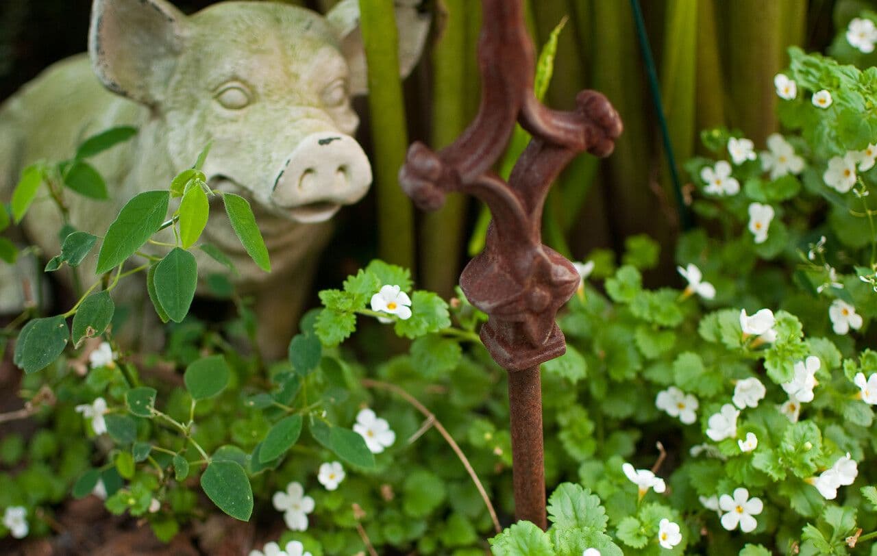 Bacopa rastrera 10