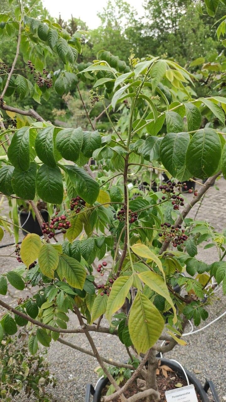 Quassia amara 7
