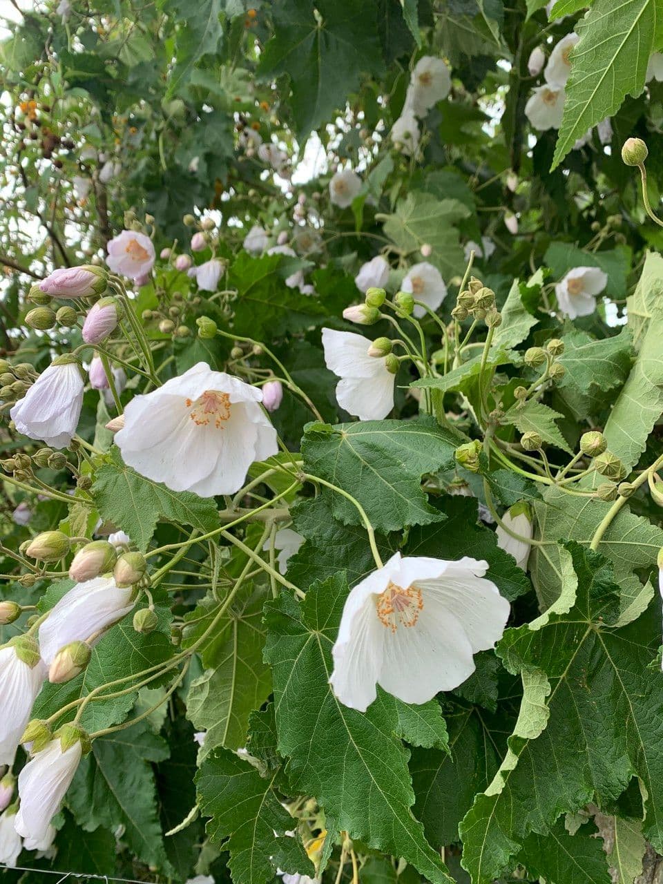 Corynabutilon 3