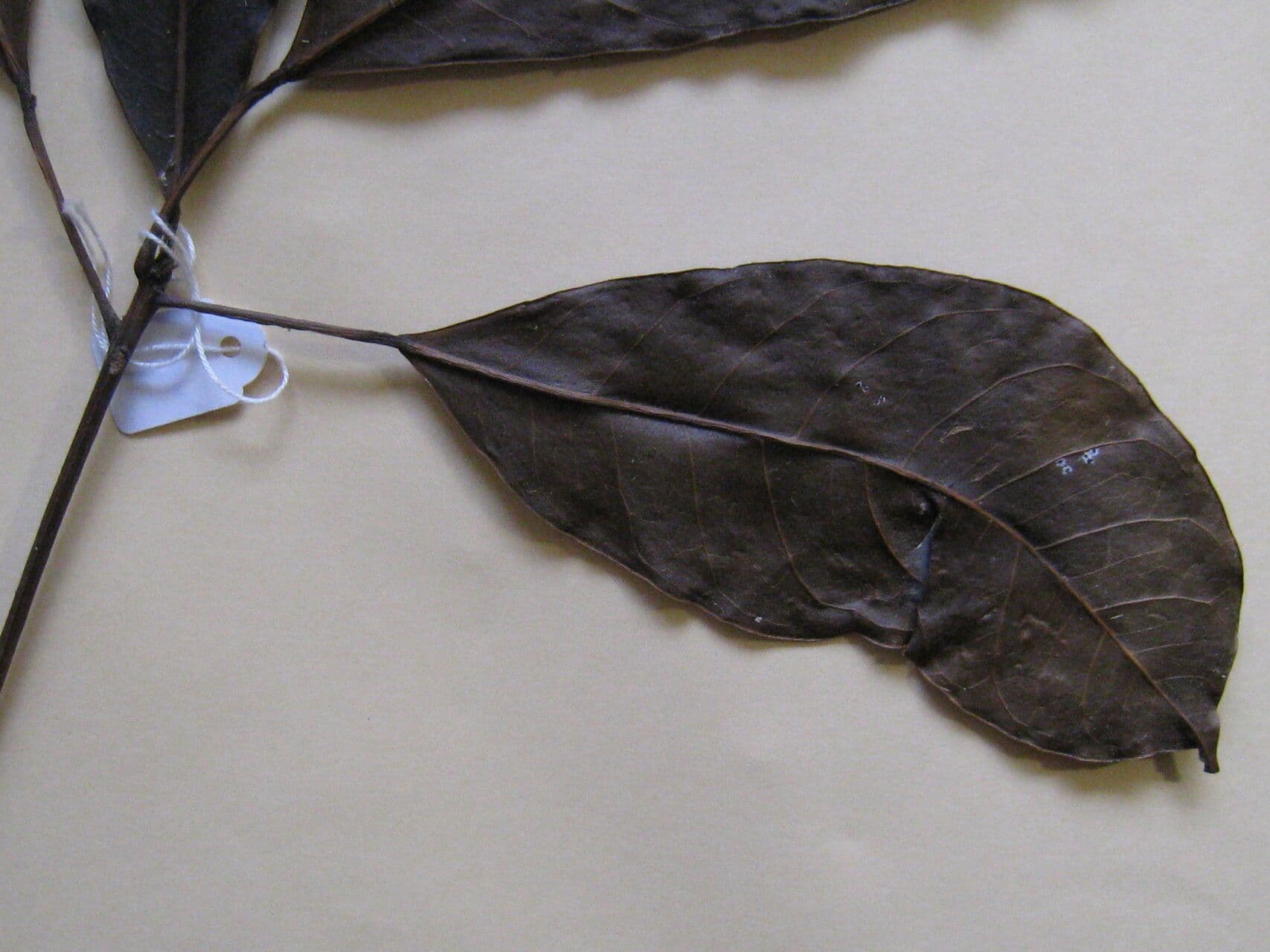 Dodecastigma 6
