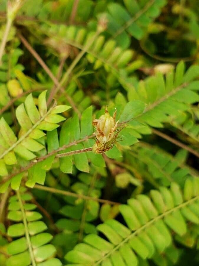 Pianta vitale