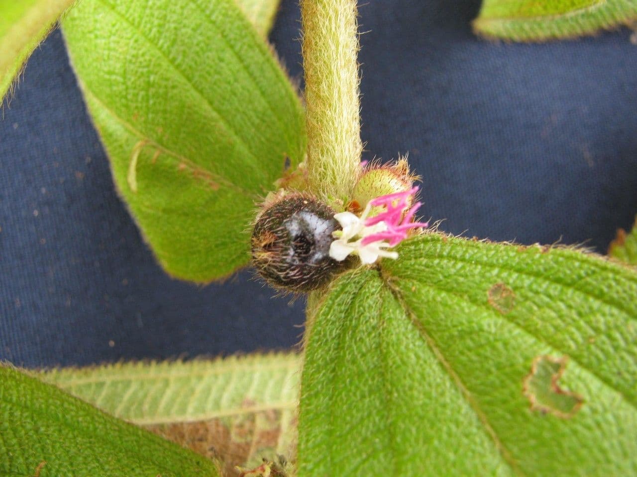Miconia sericea 18