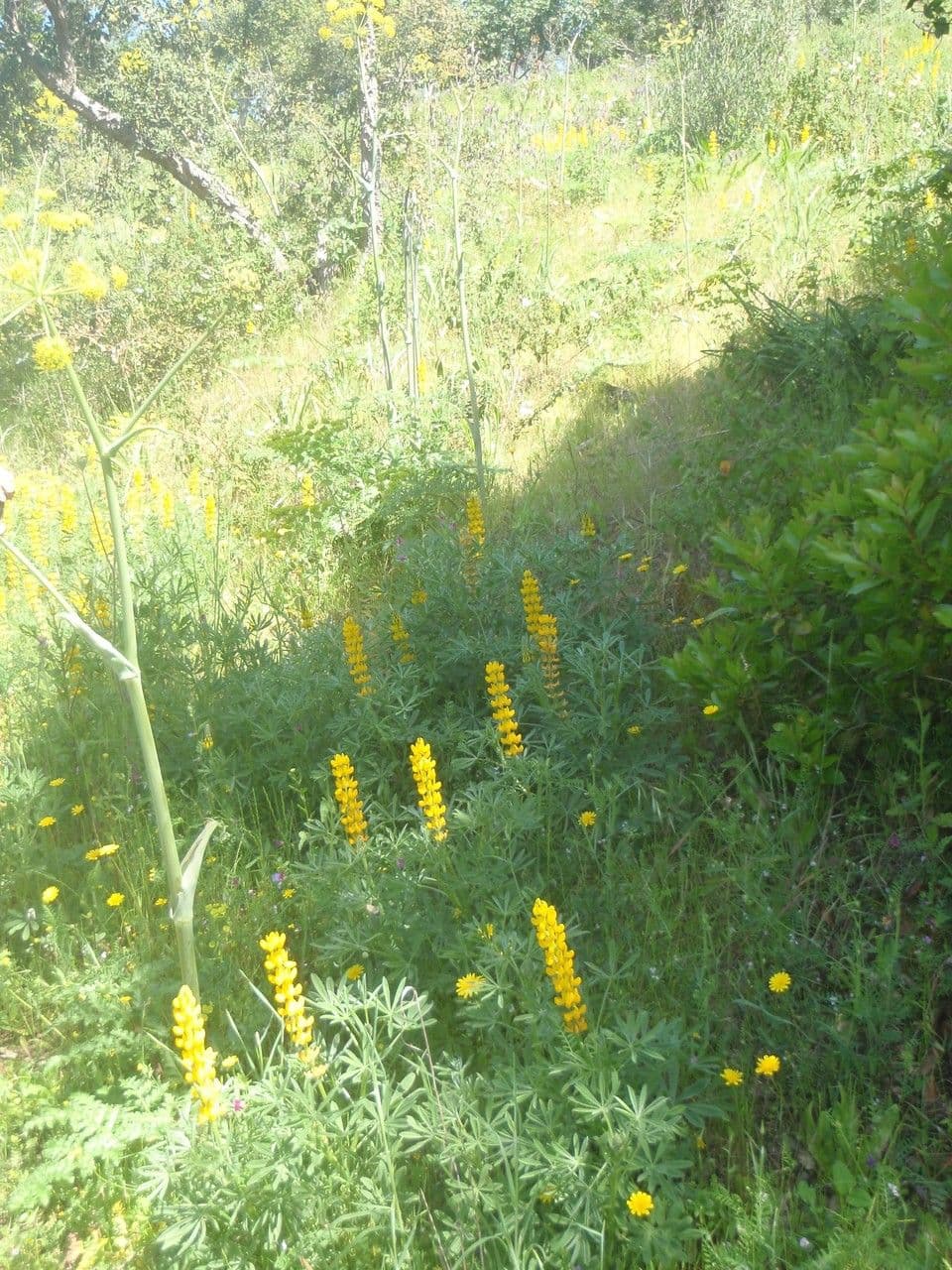 Gelbe Lupine 13
