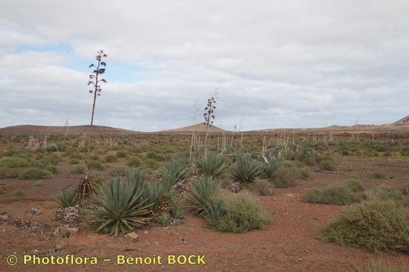 Agave fourcroydes 2