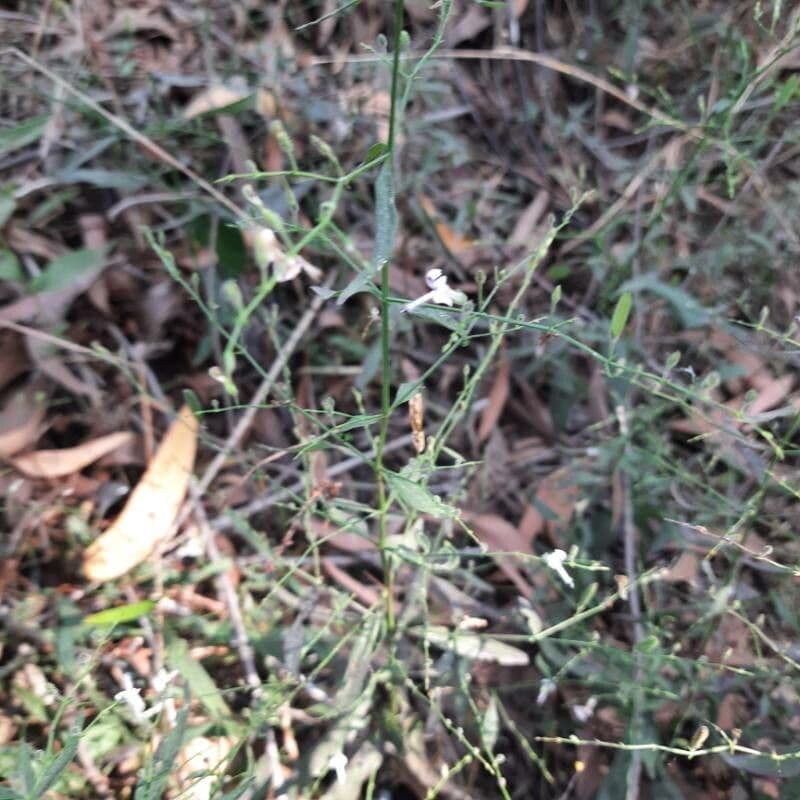 Andrographis paniculata 11