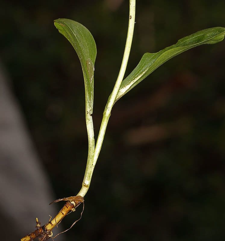 Suertia 19