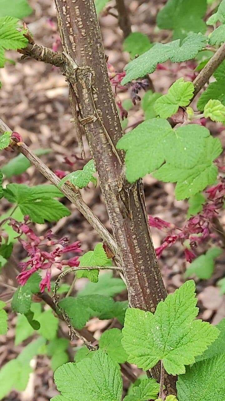 Ribes a fiori 24