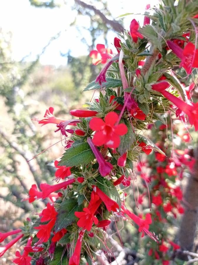 Ipomopsis rossa 5